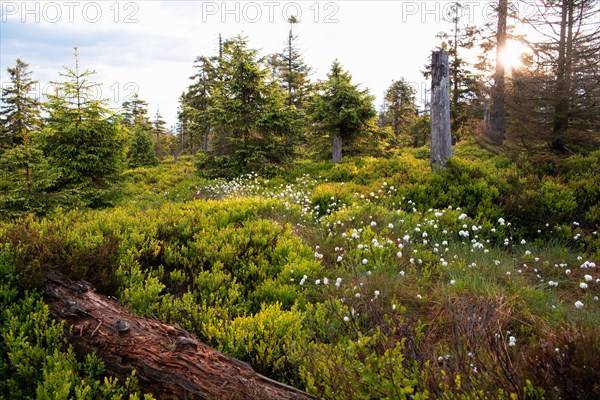 Moor in summer