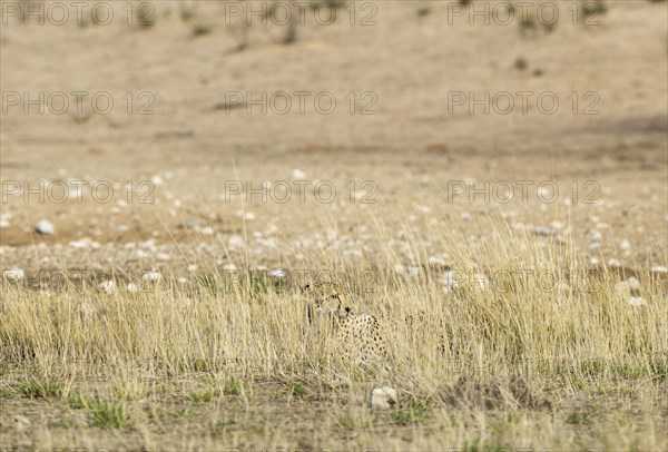 Cheetah