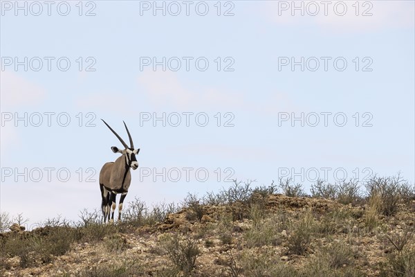 Gemsbok