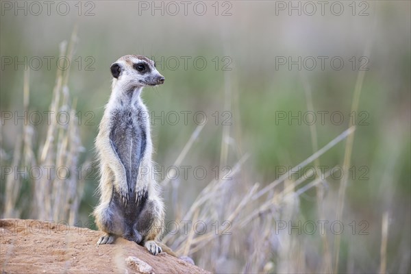 Suricate