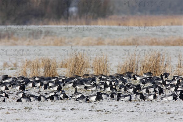 Barnacle Goose