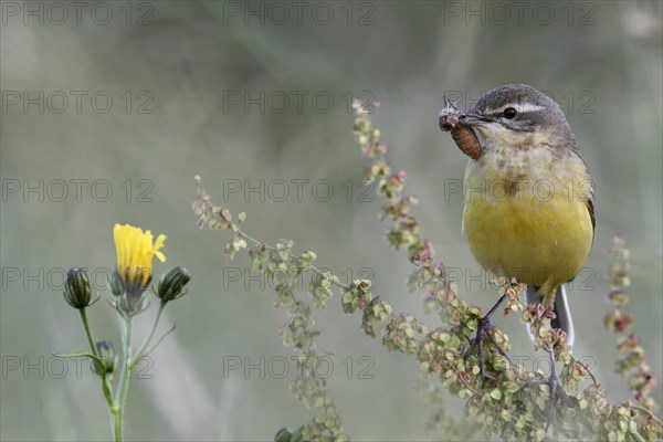 Blue-headed wagtail