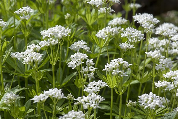 Flowering woodruff