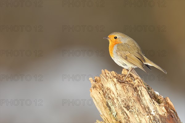 European robin
