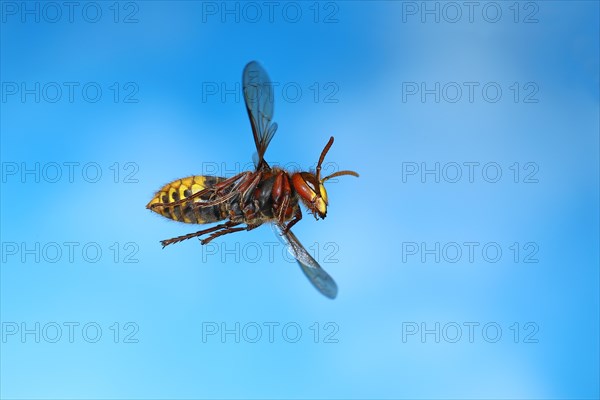 European hornet