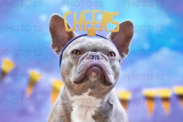 Party French Bulldog dog with headband with words 'Cheers' in front of golden garland on blue background
