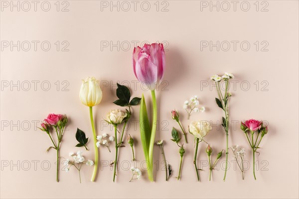 Top view flowers collection