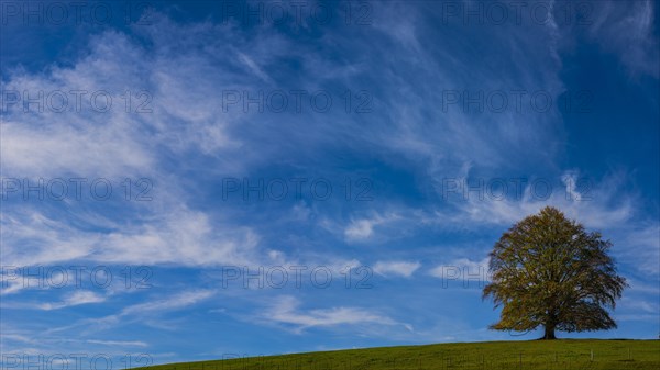 Common beech