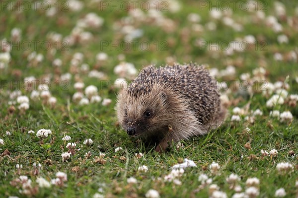 European hedgehog