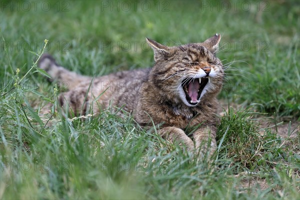 European wildcat