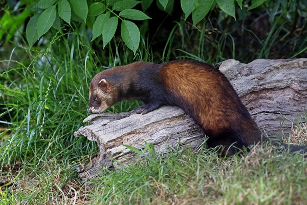 European polecat