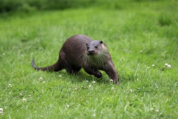 European otter