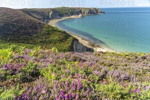 Blooming heath landscape at Cap Frehel