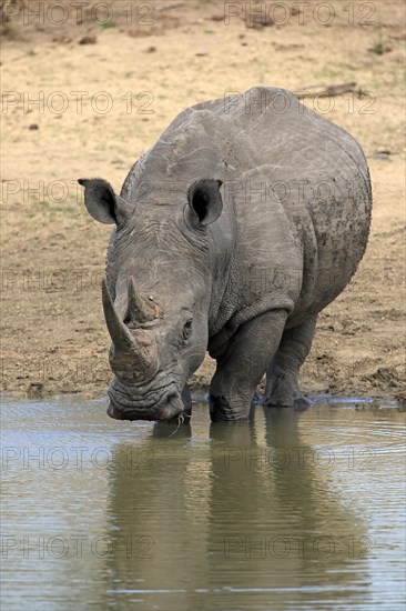 White rhinoceros