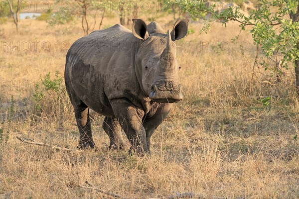 White rhinoceros