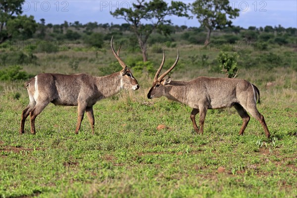 Ellipsen waterbuck