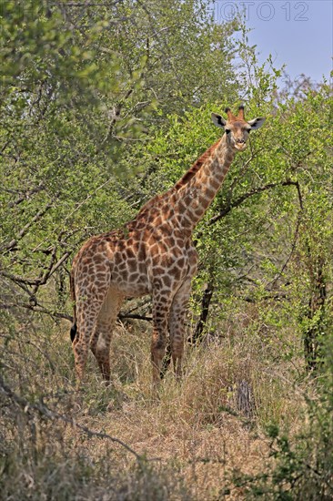 Southern giraffe