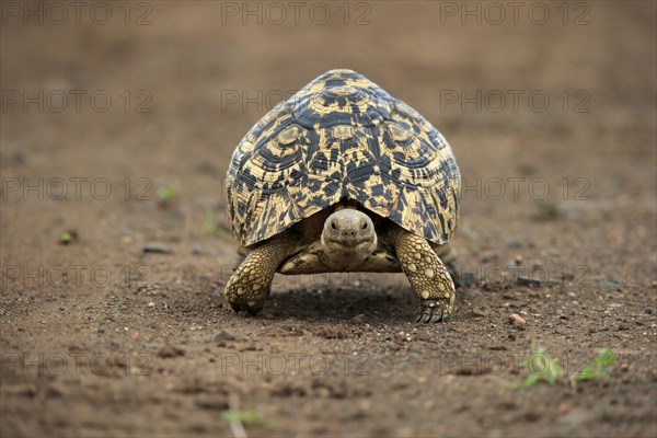 Leopard tortoise