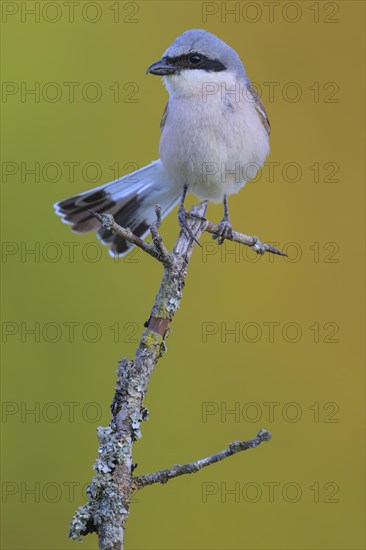 Red-backed Shrike