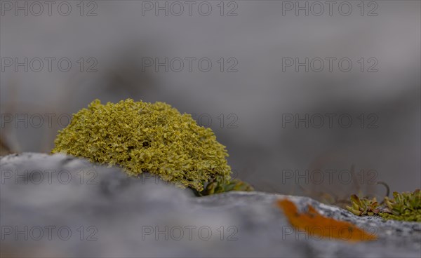 Yellow lichen on stone in macro