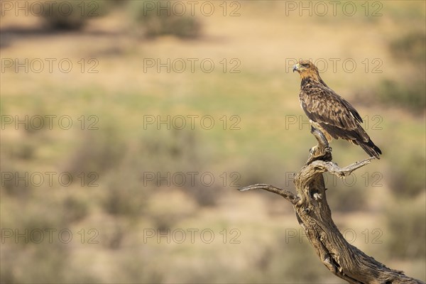 Tawny Eagle