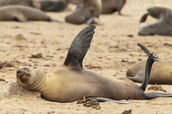 Cape Fur Seal