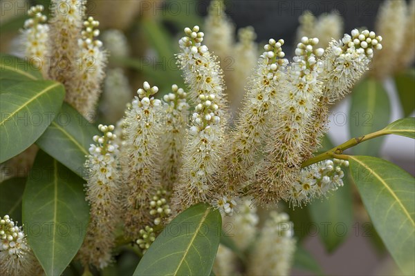 Blossoms of a cherry laurel