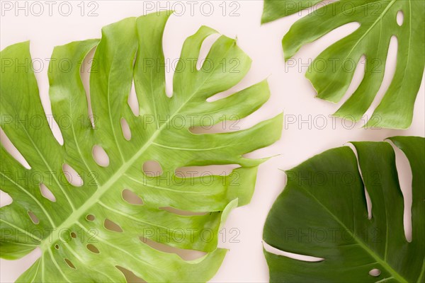 Top view multiple monstera leaves