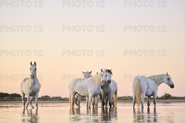 Camargue horses standing in the water at sunrise