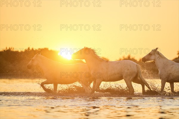 Camargue horses running through the water at sunrise