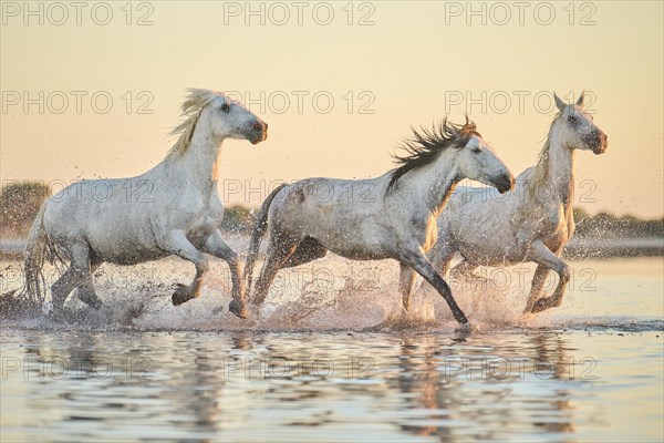 Camargue horses running through the water at sunrise