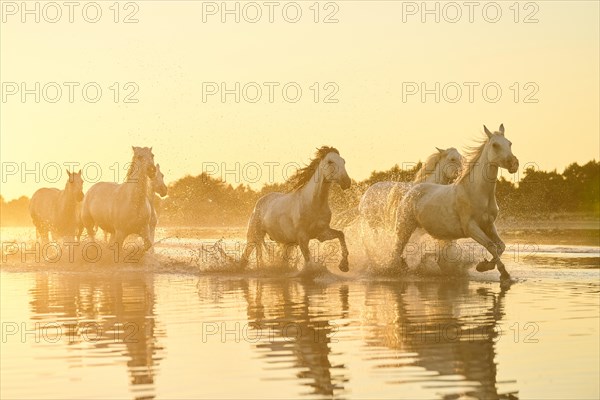 Camargue horses running through the water at sunrise