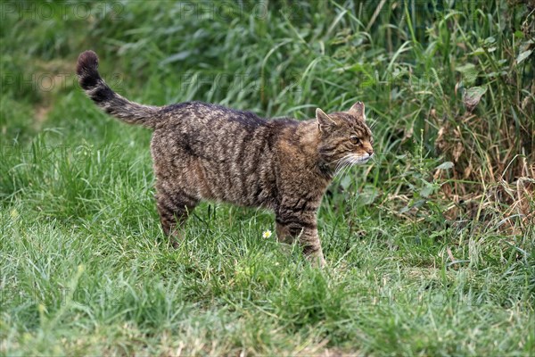 European wildcat