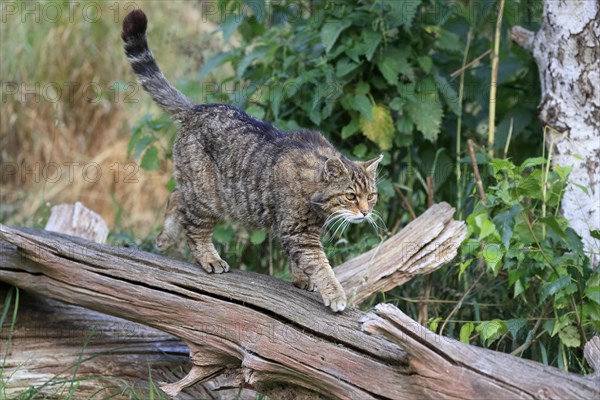 European wildcat