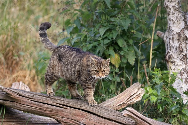 European wildcat