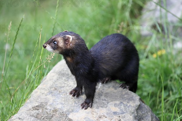 European polecat