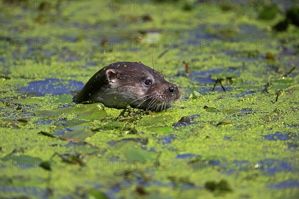 European otter