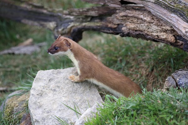 Ermine