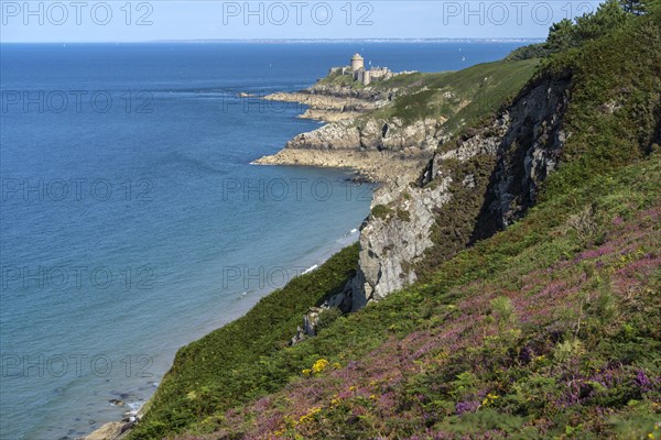 Blooming heath landscape at Cap Frehel and Fort La slat