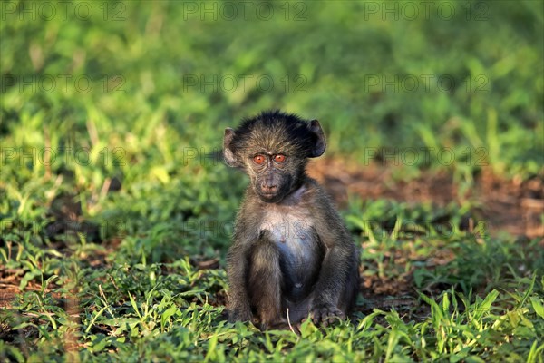 Bear baboon