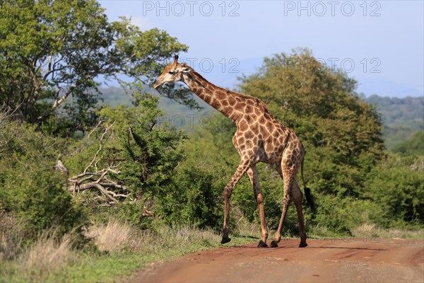Southern giraffe