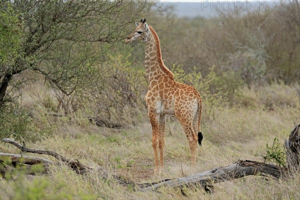 Southern giraffe