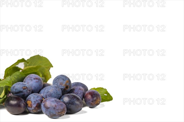 Several plums