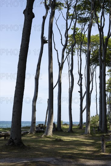 Ghost forest in Nienhagen