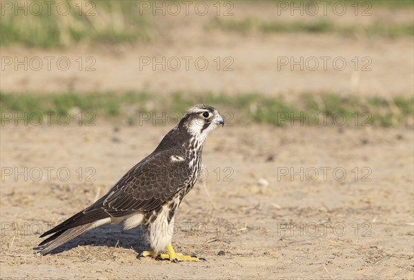 Lanner Falcon