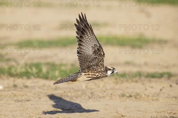 Lanner Falcon