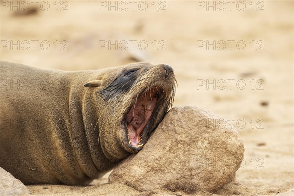 Cape Fur Seal