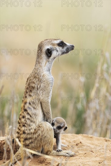 Suricate