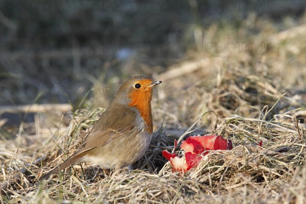 European robin