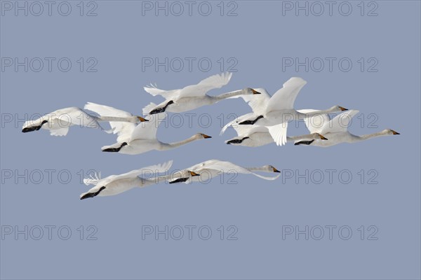 Whooper Swan